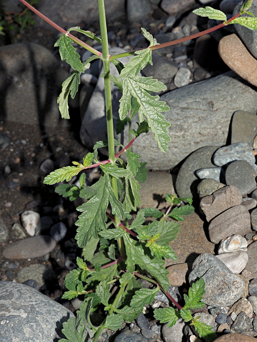 Image of Verbena officinalis specimen.