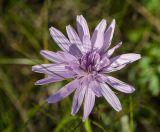 View full-size image Scorzonera purpurea