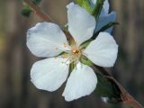 Cerasus tomentosa