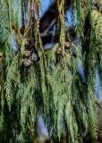 View full-size image Cupressus cashmeriana