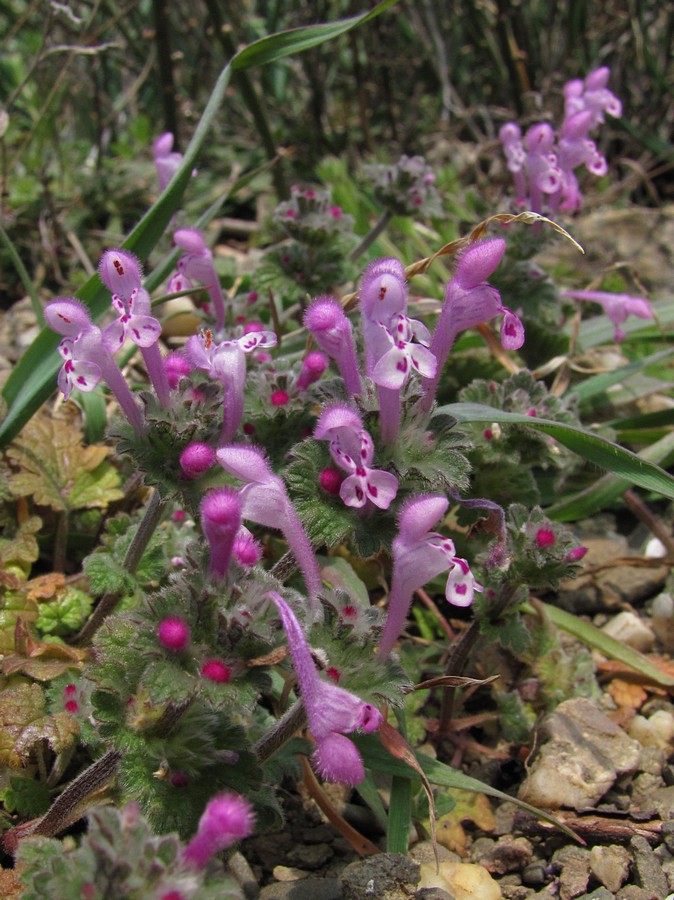 Image of Lamium amplexicaule specimen.