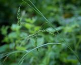 View full-size image Carex sylvatica