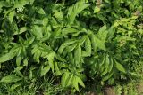 View full-size image Chaerophyllum aromaticum