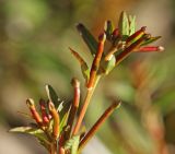 View full-size image Ludwigia epilobioides