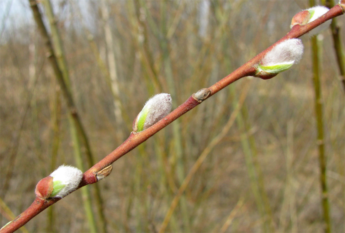 Изображение особи Salix myrsinifolia.