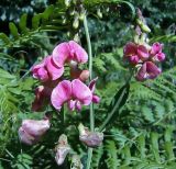 Lathyrus sylvestris. Соцветие. Чувашия, окрестности г. Шумерля, д. Подборное. 5 июля 2006 г.