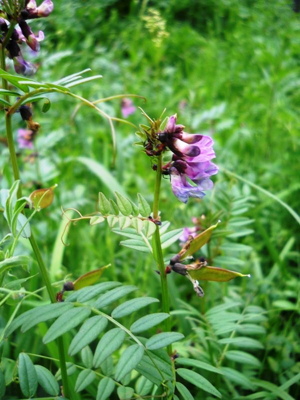 Image of Vicia sepium specimen.