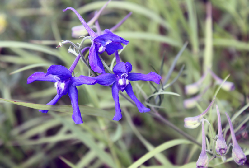 Image of Delphinium grandiflorum specimen.