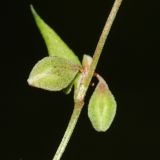 Fallopia convolvulus