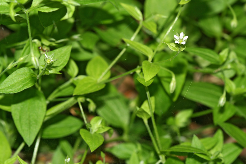 Изображение особи Moehringia trinervia.