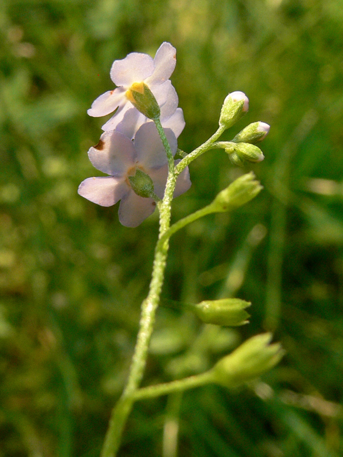 Изображение особи Myosotis palustris.