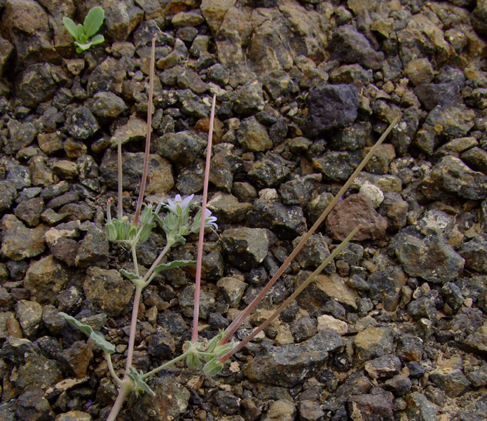 Image of Erodium oxyrhynchum specimen.