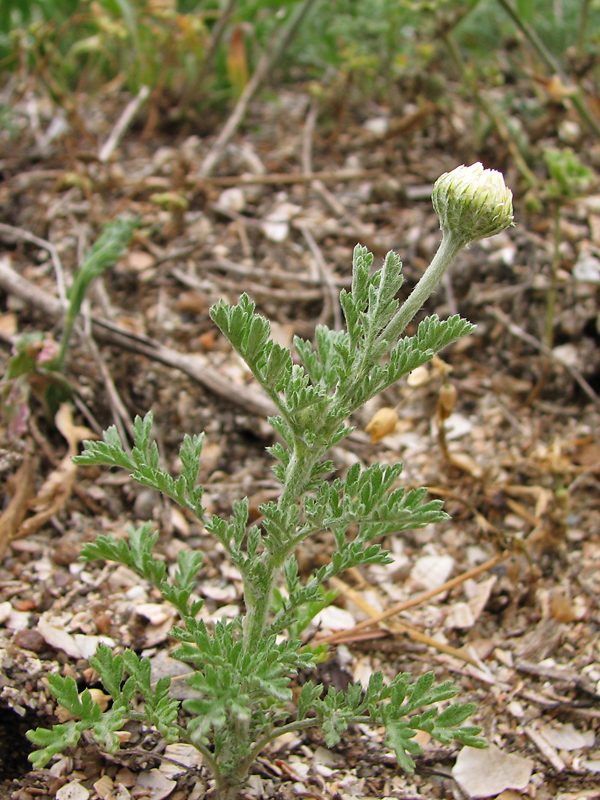 Image of Anthemis ruthenica specimen.