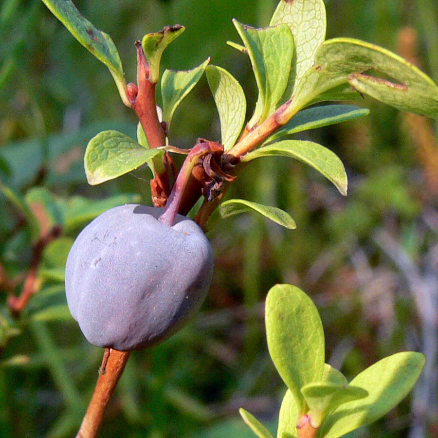 Image of Vaccinium uliginosum specimen.