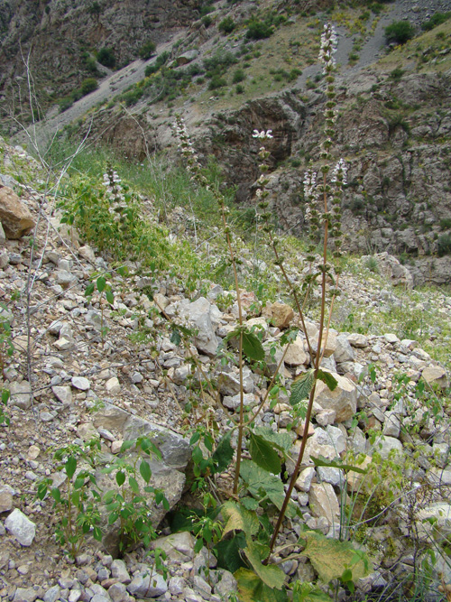 Image of Phlomoides kurpsaica specimen.