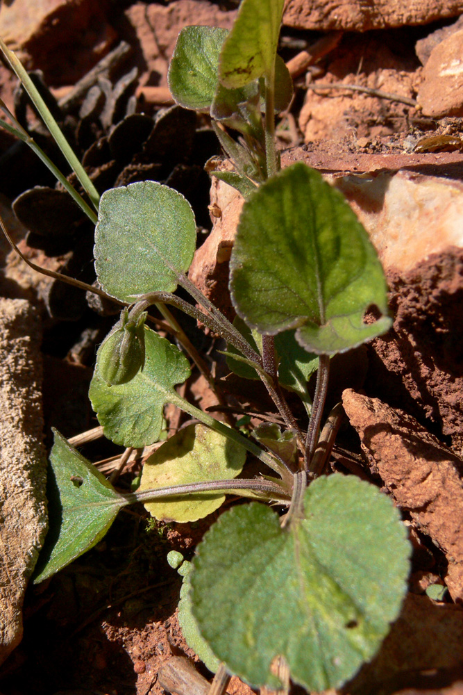 Image of Viola rupestris specimen.