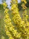 Verbascum lychnitis. Часть соцветия. Саратовская обл., Саратовский р-н., опушка ногорного широколиственного леса. 17 июля 2011 г.