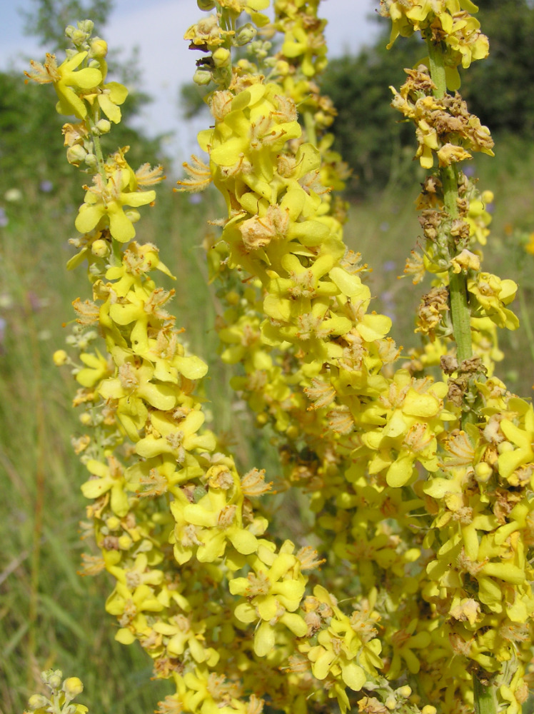 Image of Verbascum lychnitis specimen.