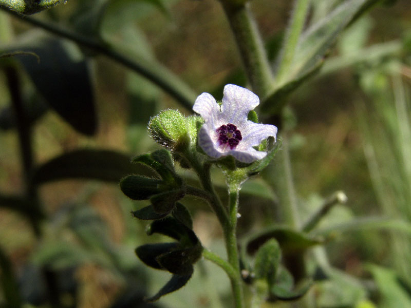 Изображение особи Cynoglossum creticum.