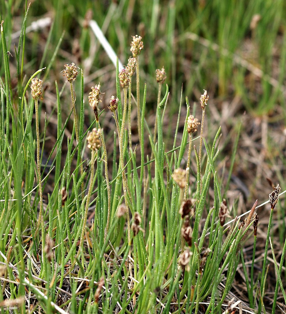 Изображение особи Plantago schrenkii.