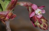 Ribes sanguineum. Соцветие с первым распустившимся цветком. Германия, г. Кемпен, в культуре. 13.03.2012.