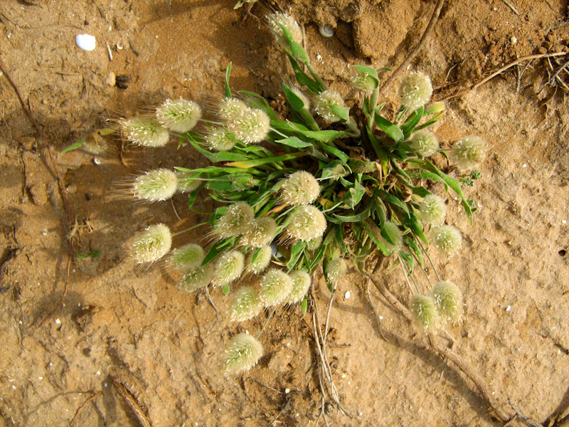 Image of Lagurus ovatus specimen.