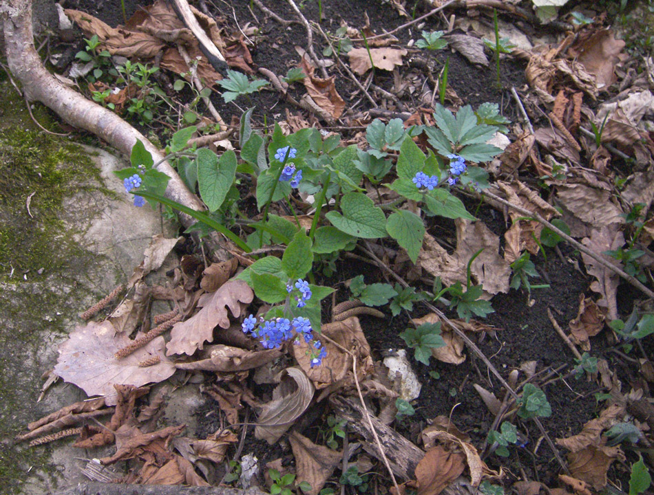 Image of Brunnera macrophylla specimen.