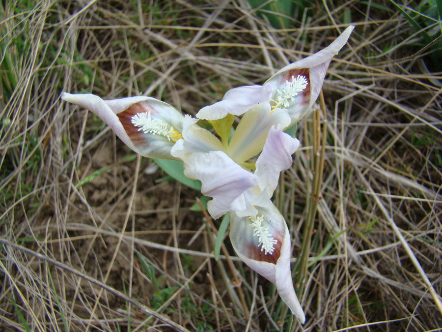 Изображение особи Iris pumila.