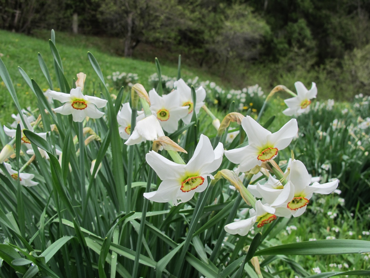 Изображение особи Narcissus angustifolius.