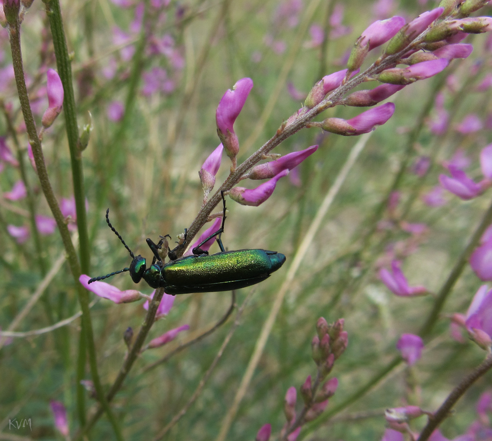 Изображение особи Astragalus macropterus.