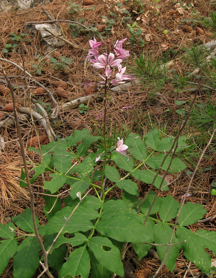 Image of Dictamnus gymnostylis specimen.