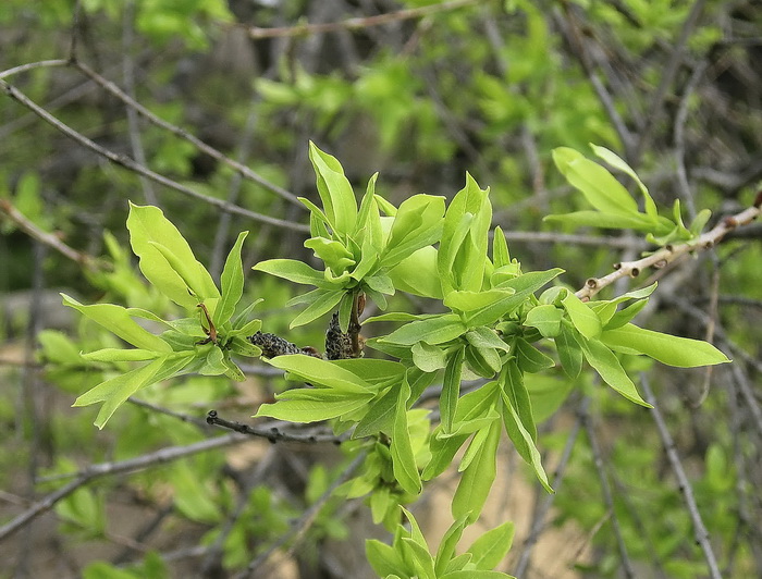 Изображение особи Salix integra.