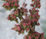 Rumex sylvestris