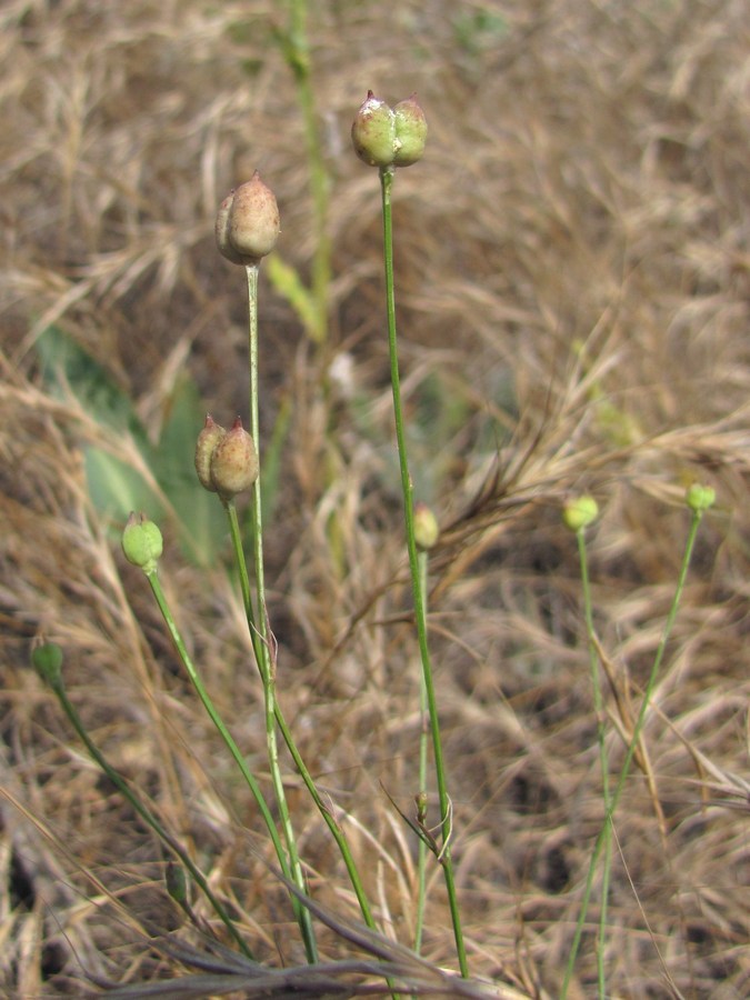 Image of Garidella nigellastrum specimen.