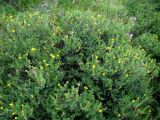 Dasiphora parvifolia