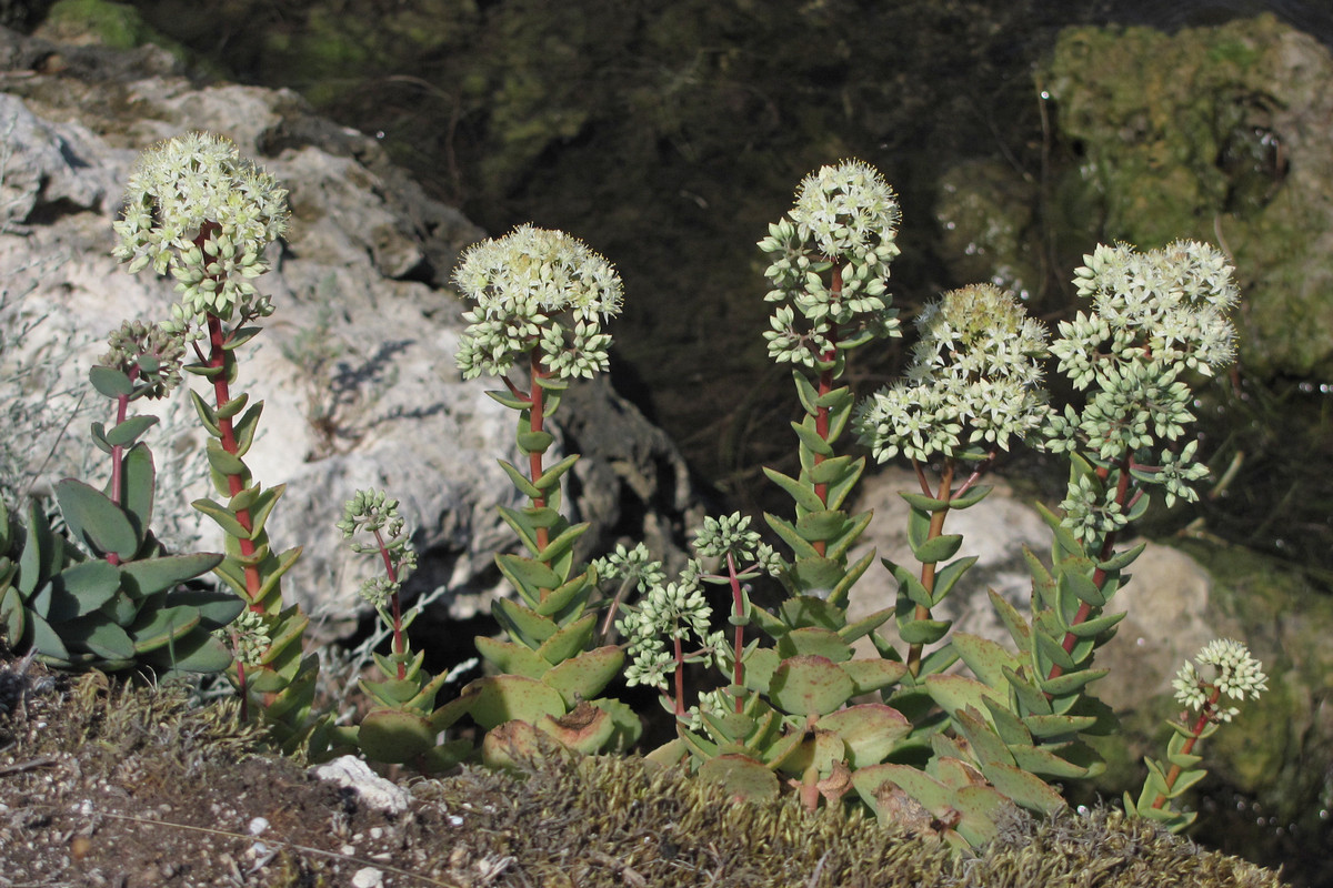 Image of Hylotelephium stepposum specimen.