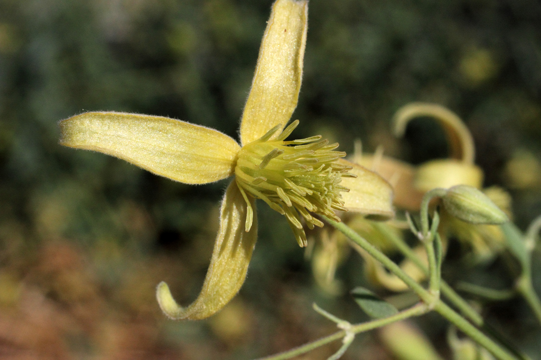 Image of Clematis orientalis specimen.