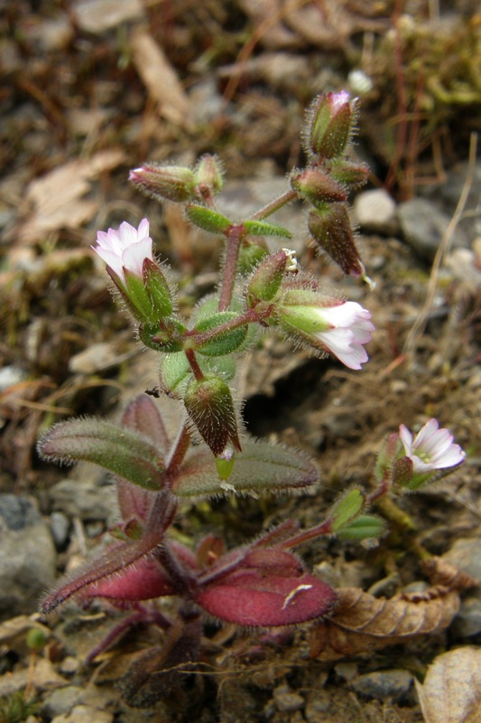 Image of Cerastium pseudobulgaricum specimen.