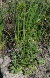 Ranunculus sceleratus. Цветущее растение. Испания, г. Валенсия, Альбуфера (Albufera de Valencia), на меже между рисовыми полями. 6 апреля 2012 г.