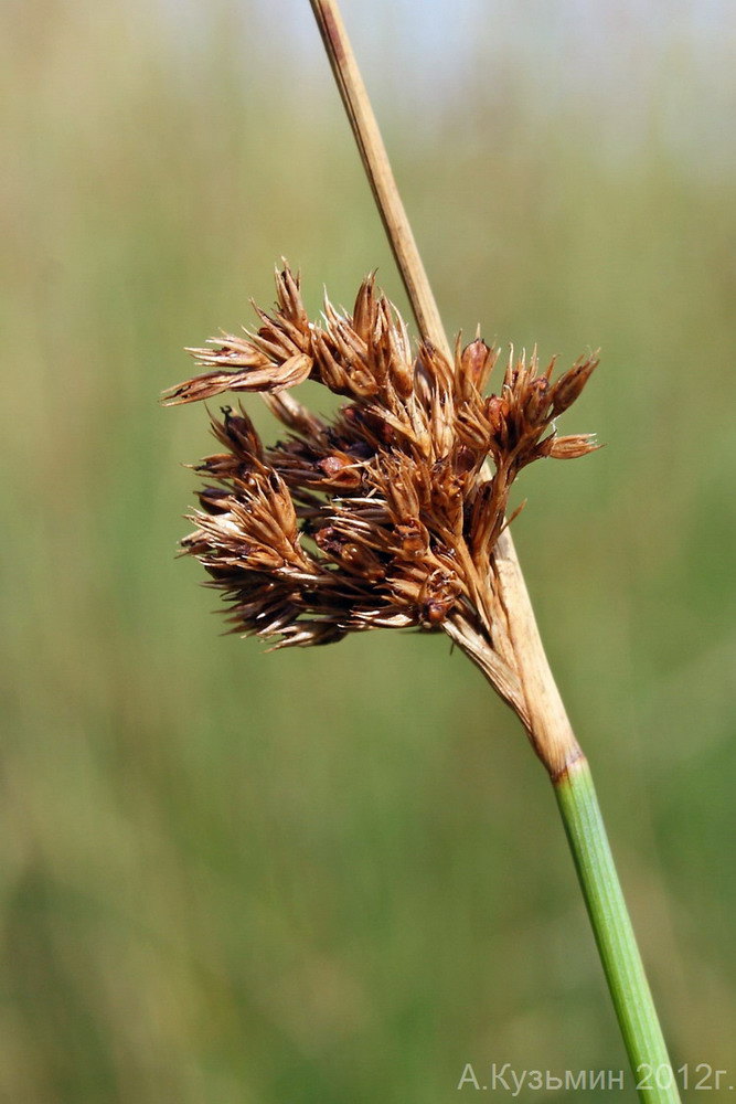 Изображение особи Juncus inflexus.