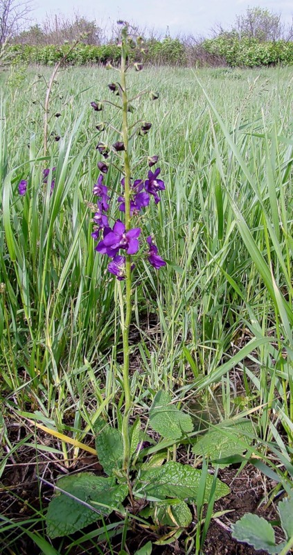 Image of Verbascum phoeniceum specimen.