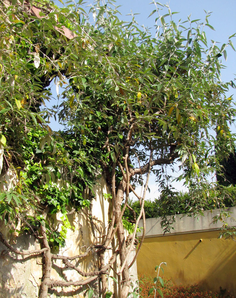 Image of Buddleja madagascariensis specimen.