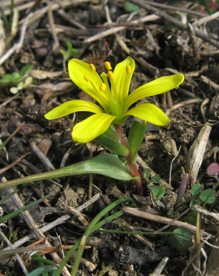 Image of Gagea bohemica specimen.