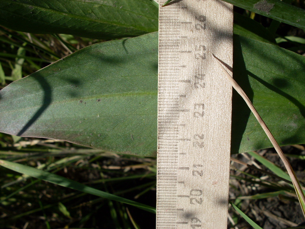 Image of Alisma lanceolatum specimen.