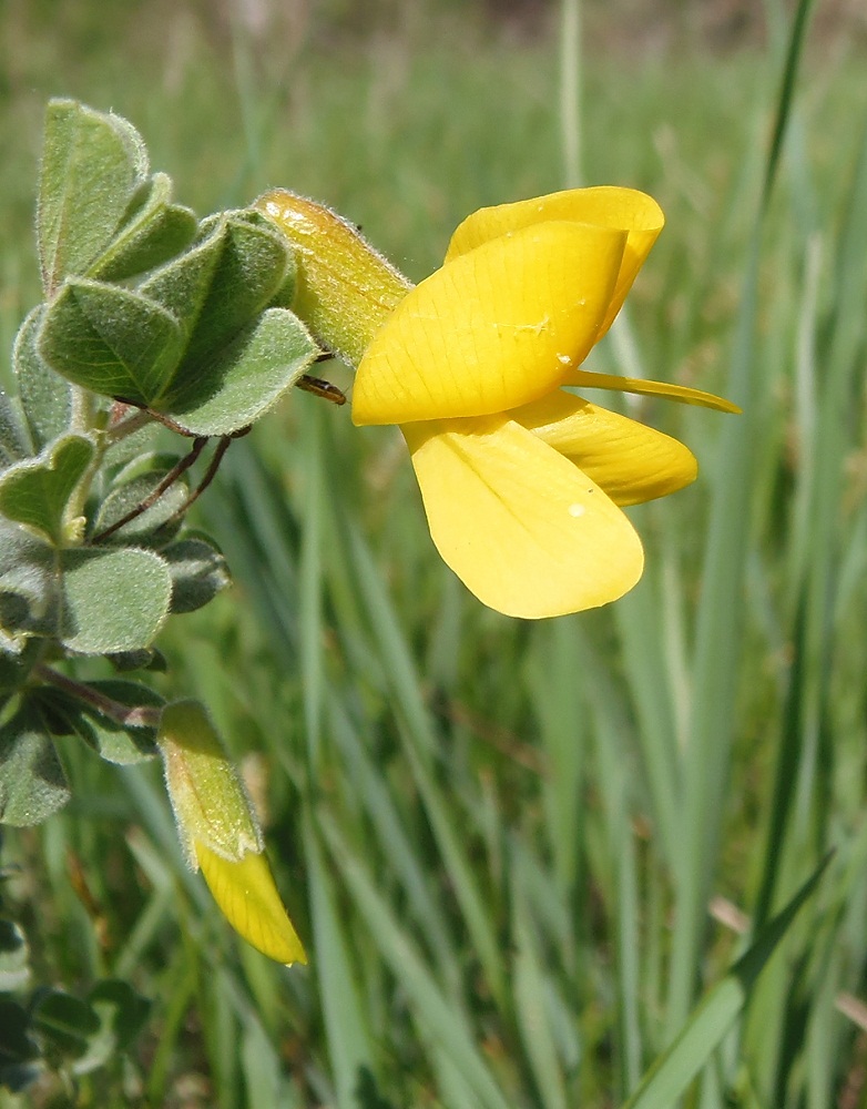 Image of Caragana mollis specimen.