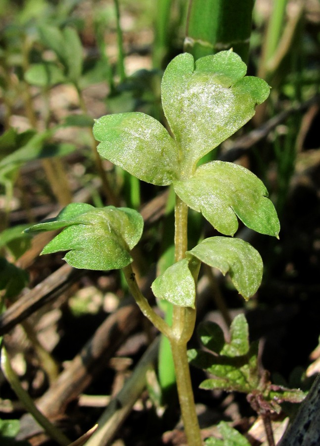 Image of Adoxa moschatellina specimen.