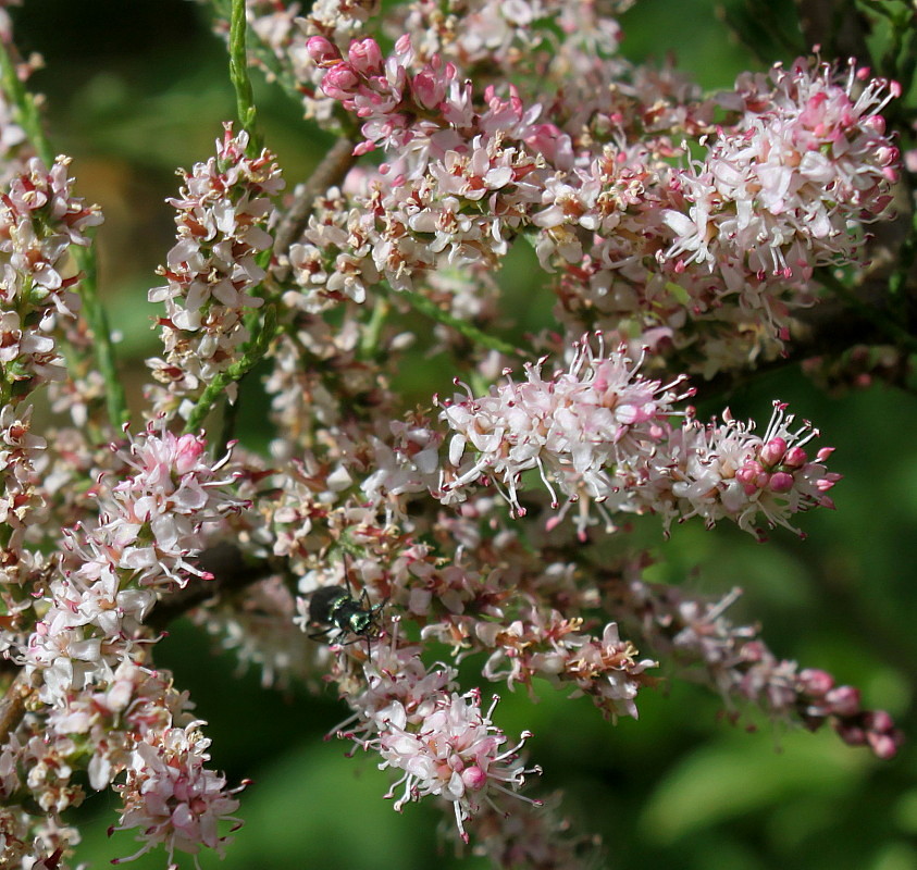 Image of genus Tamarix specimen.