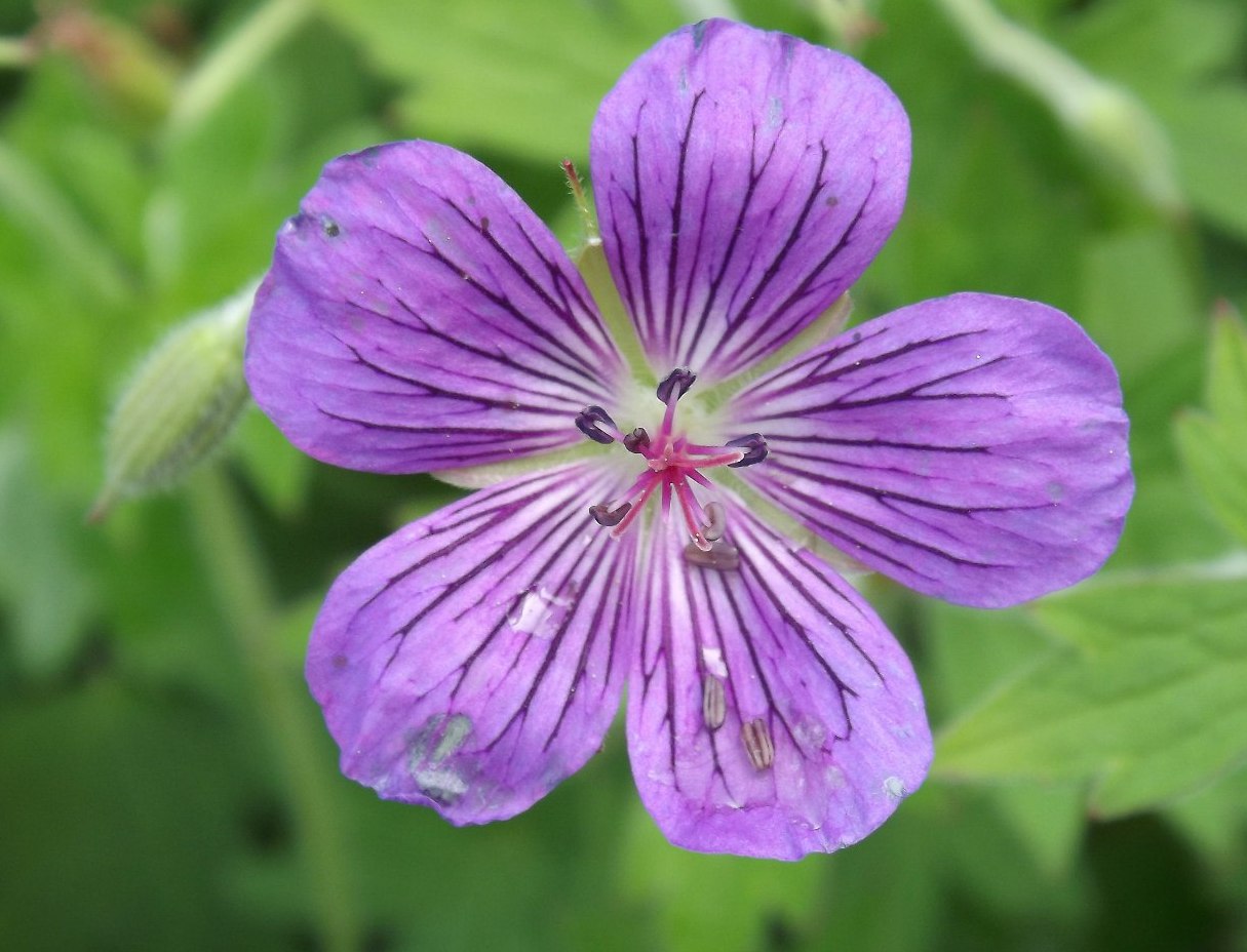 Image of Geranium wlassovianum specimen.