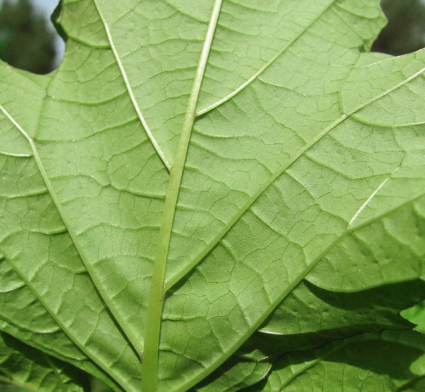 Изображение особи Nicandra physalodes.