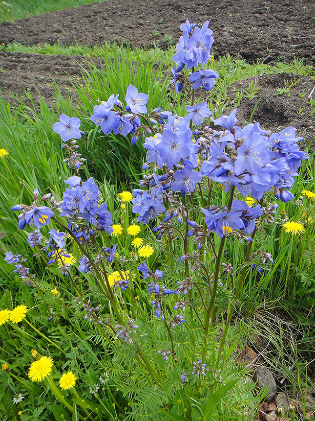 Image of Polemonium chinense specimen.